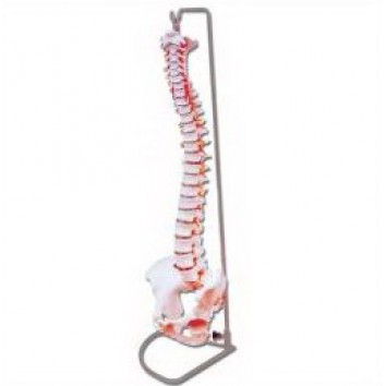 LIFE-SIZE HUMAN VERTEBRAL COLUMN WITH PELVIS (FLEXIBLE)